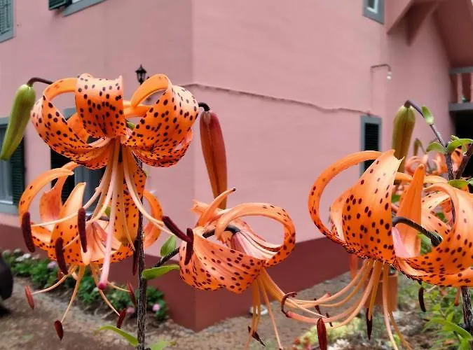 Séjour chez l'habitant Quartos Privados - Quinta Da Paz